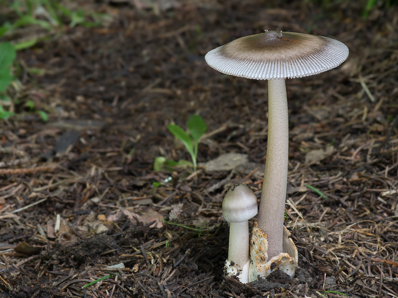 Amanita umbrinolutea